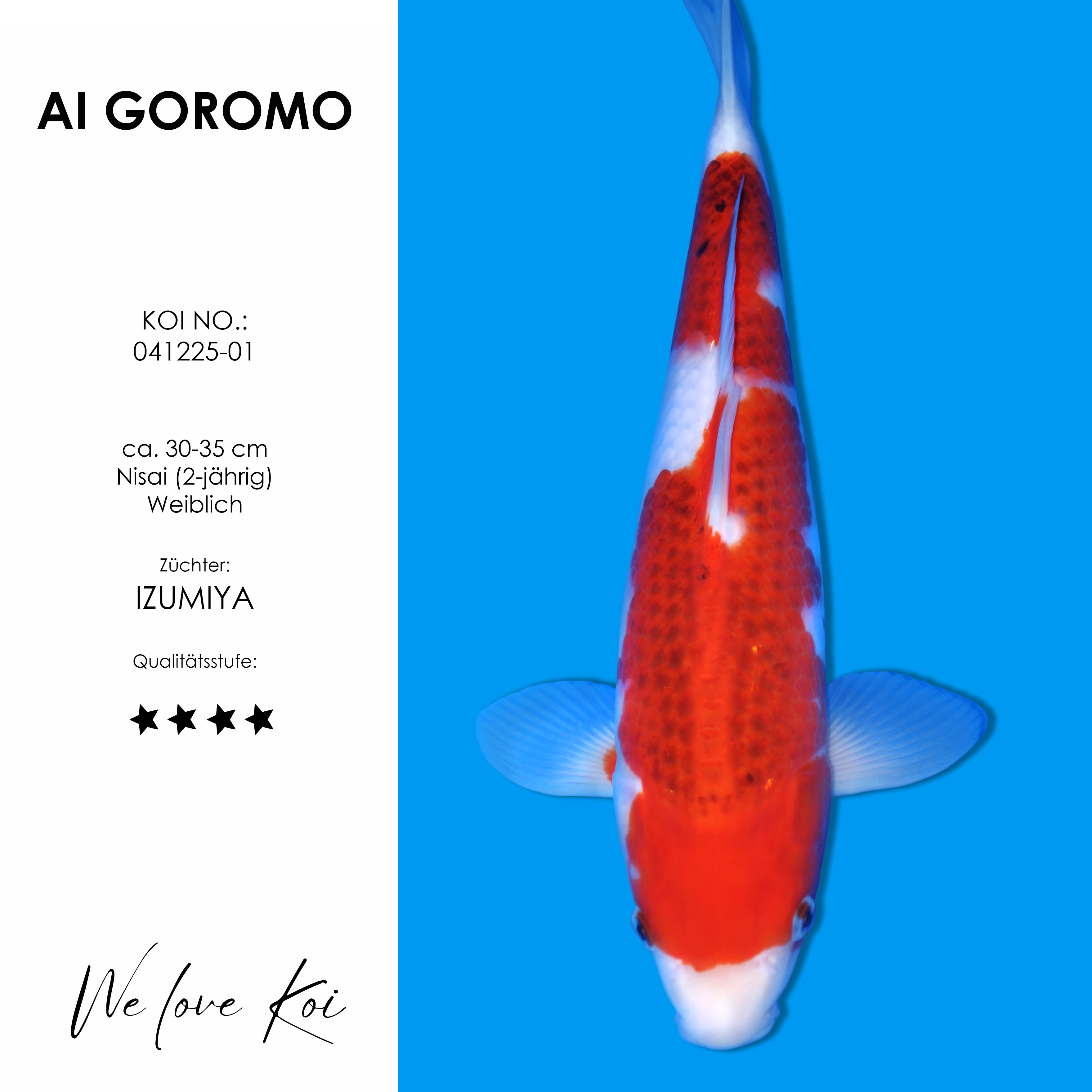 Koi AI Goromo | weiblich Nisai | ca.30-35 cm
