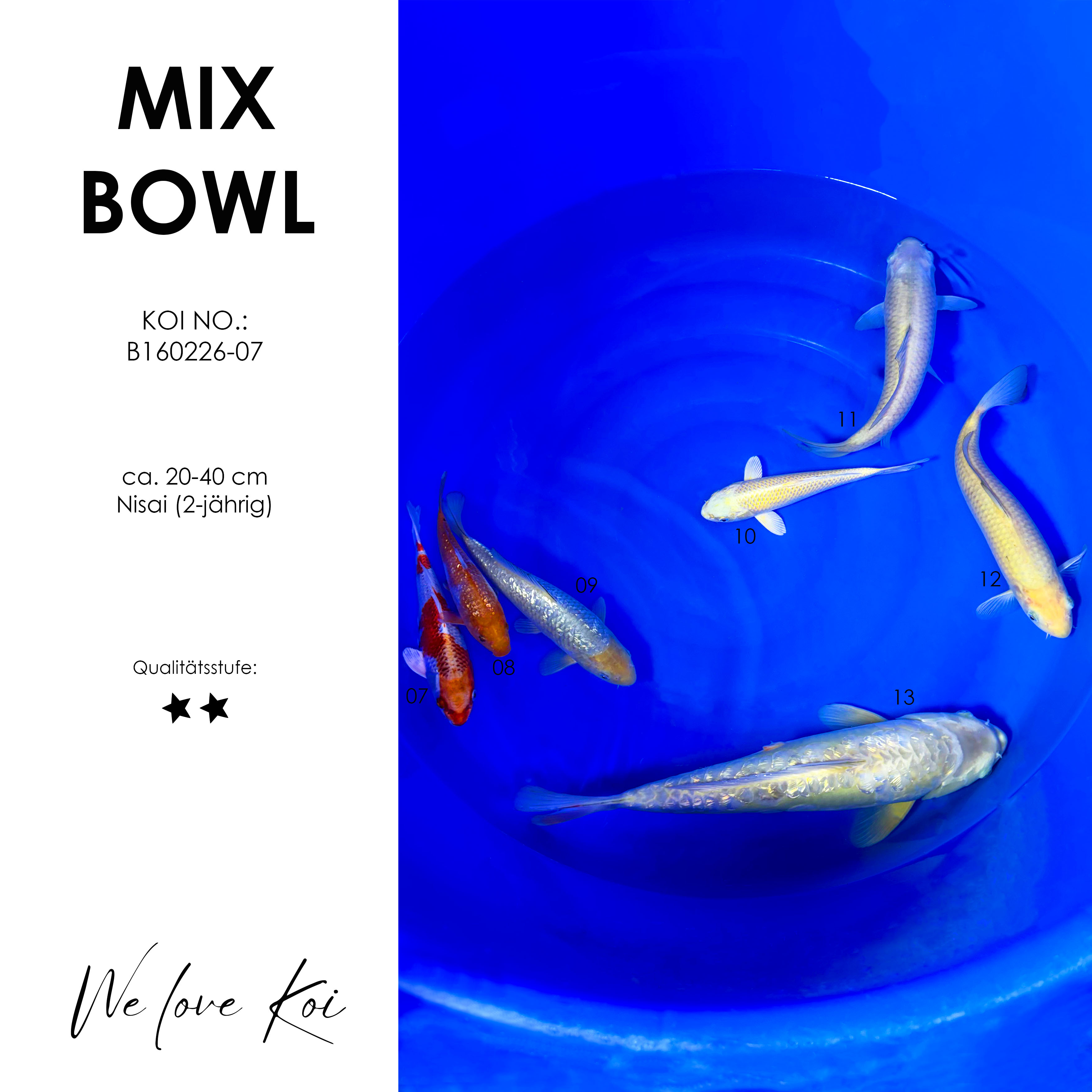 Koi Bowl 29 | Kujaku, Ochiba, Soragoi, Yamabuki, Karashigoi, Doitsu Metallic  | Nisai ca. 20 - 40cm