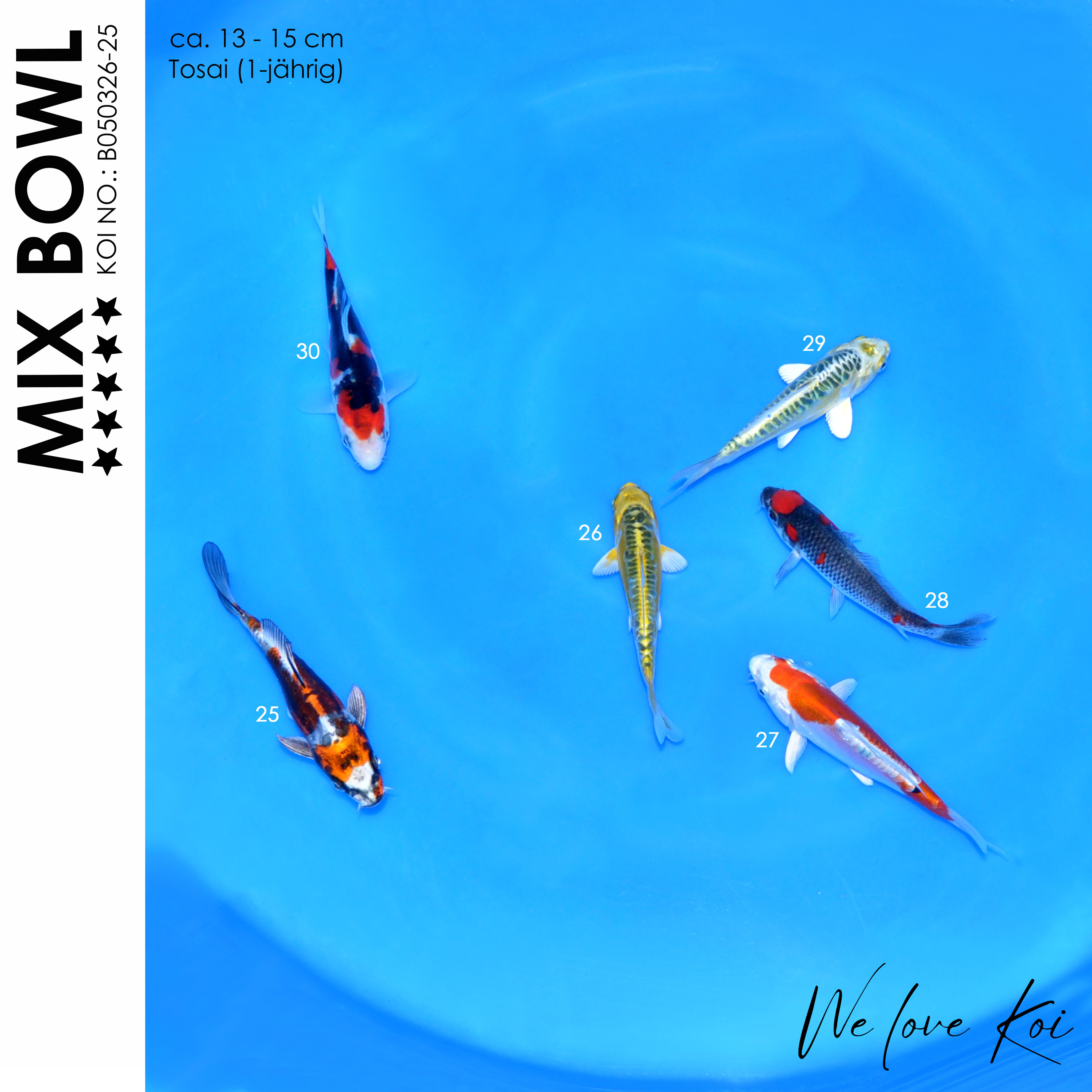 Koi Bowl 68 | Kikokuryu, Kikusui, Aragoke-Typ, Sanke | 13 - 15cm