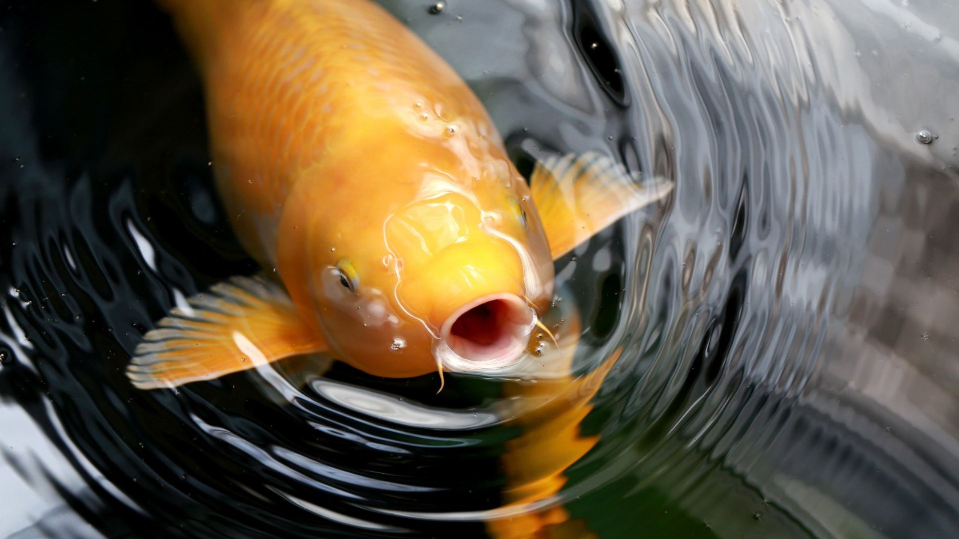 Koi für Einsteiger – dein Guide zum Start