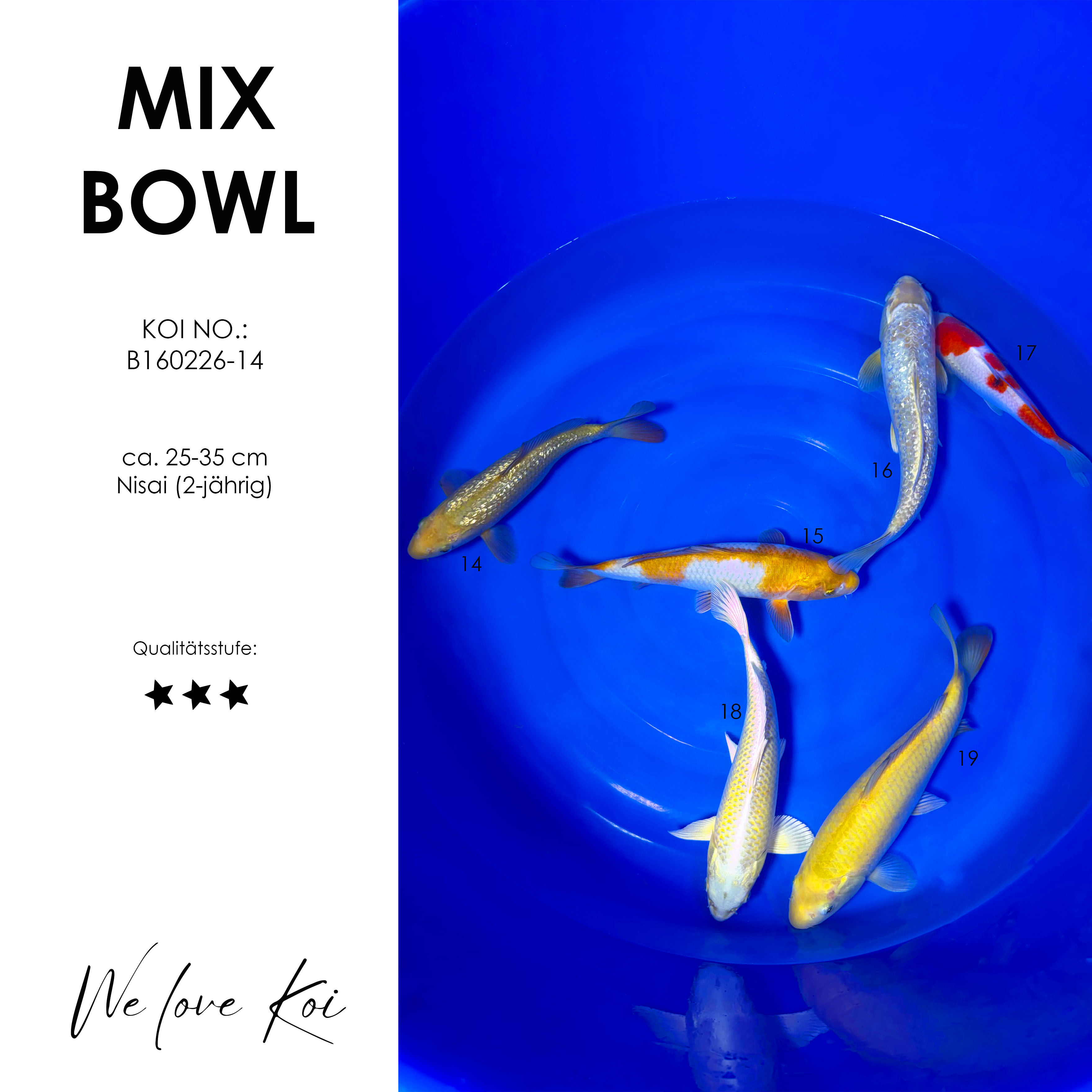 Koi Bowl 30 | Chagoi, Koyo, Ochiba, Sanke, Yamabuki, Karashigoi,   | Nisai ca. 25 - 35cm