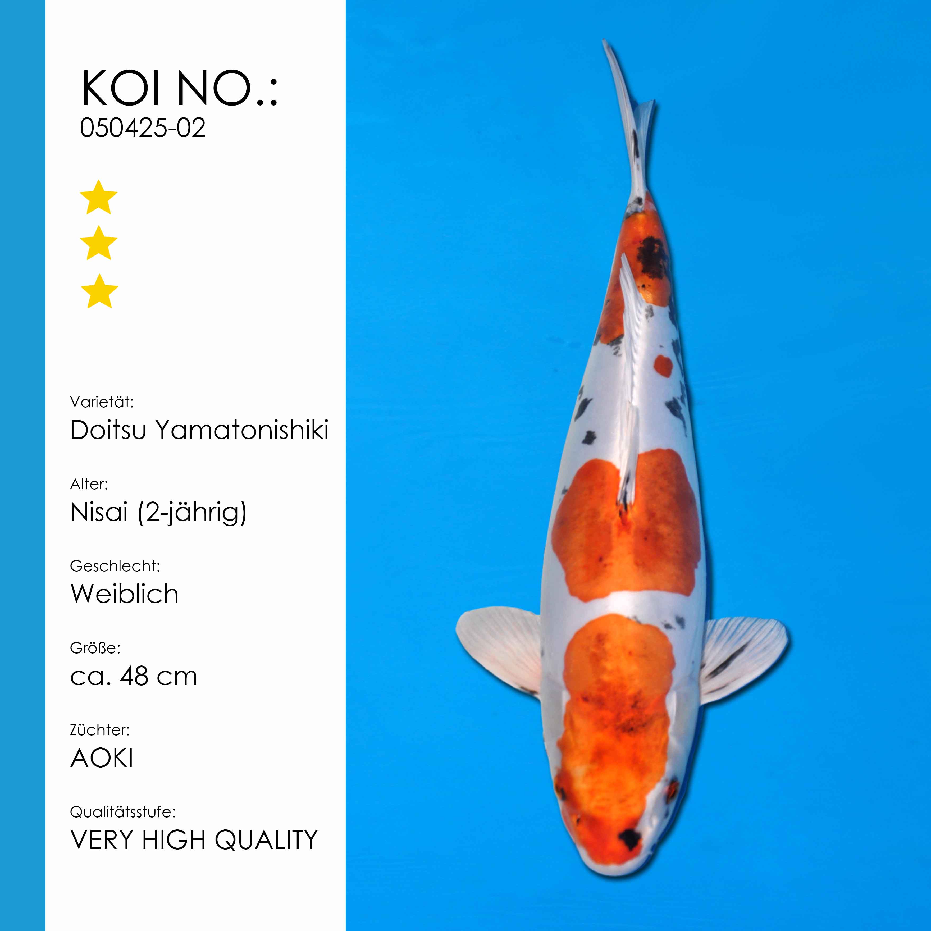 Doitsu Yamatonishiki | weiblich Nisai | ca. 48cm