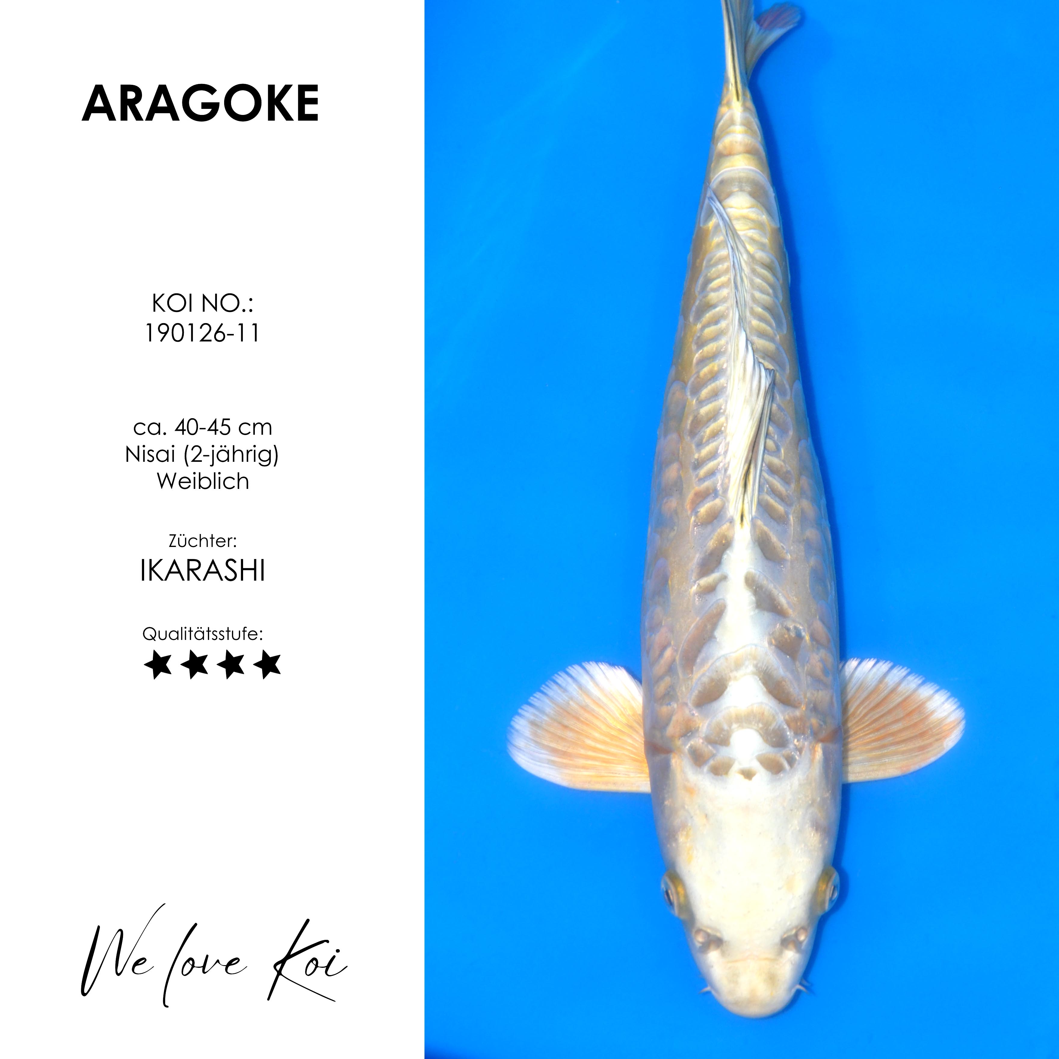 Koi Aka Aragoke-Typ | weiblich Nisai | ca. 45cm