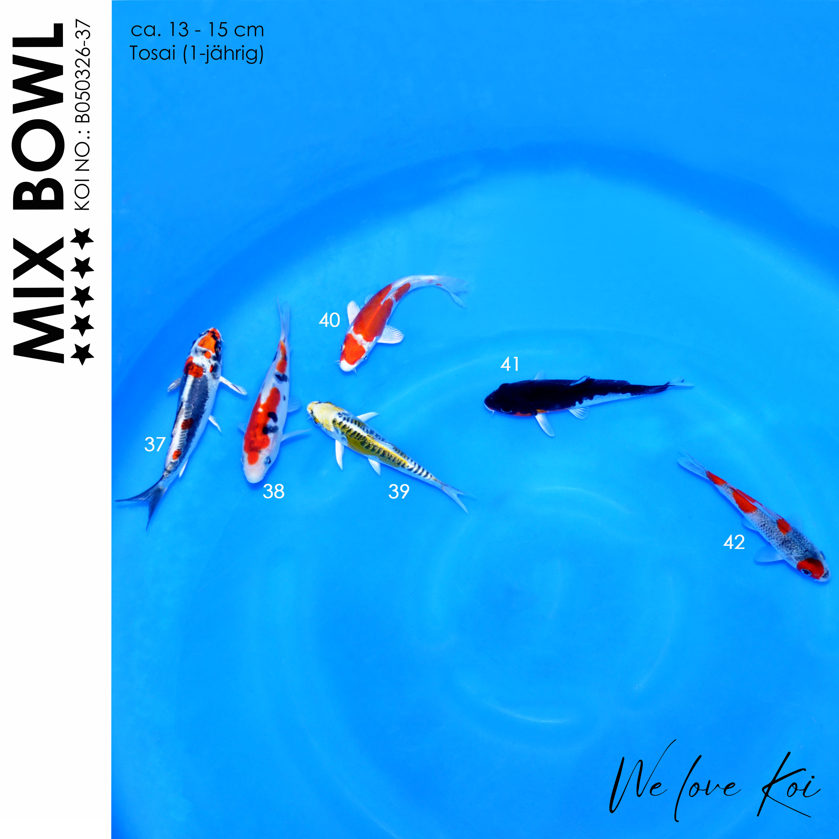 Koi Bowl 70 | Kikokuryu, Sanke, Aragoke-Typ, Kikusui, Unique Koi, Goshiki | 13 - 15cm