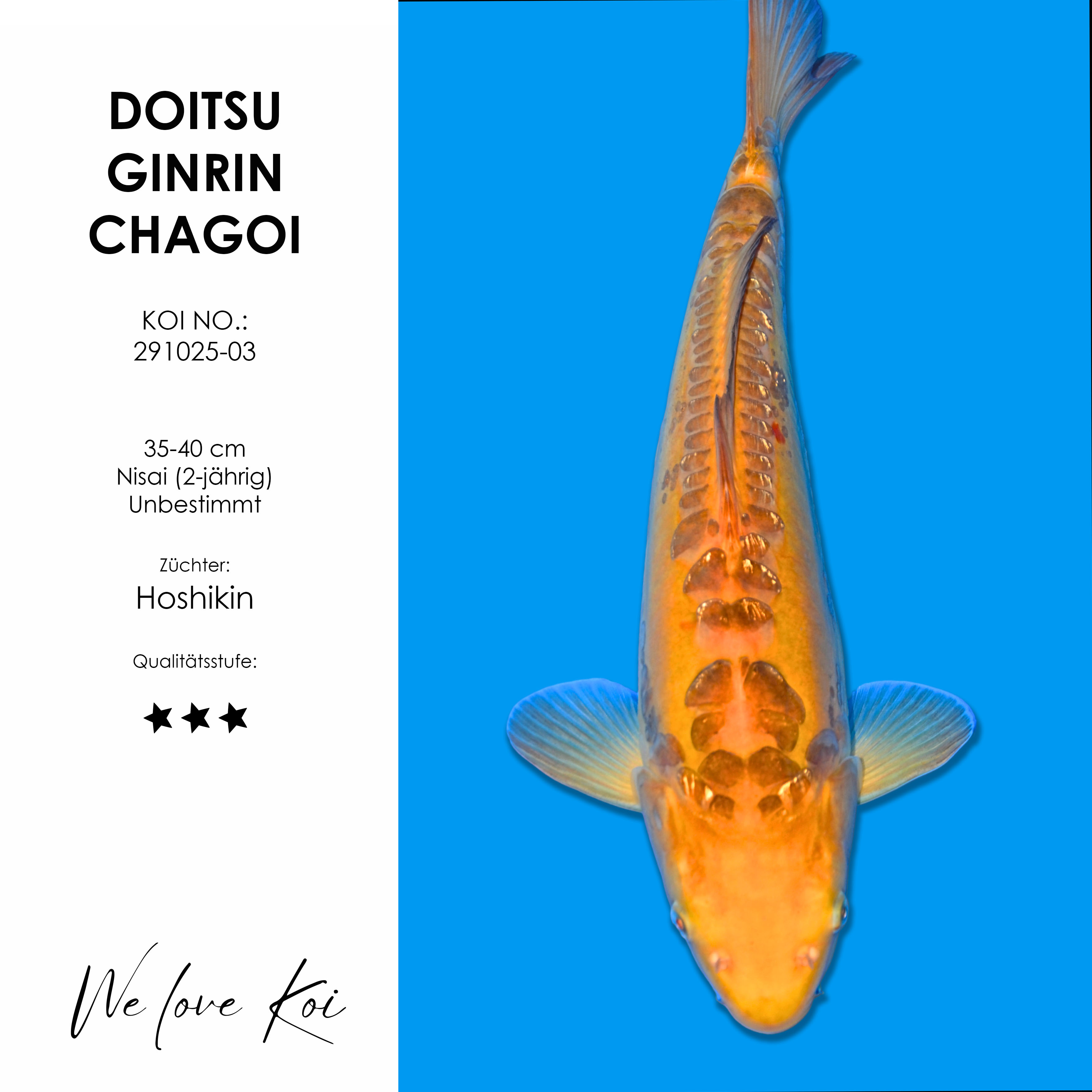 Koi Doitsu Ginrin Chagoi | unbestimmt Nisai | ca. 35-40 cm
