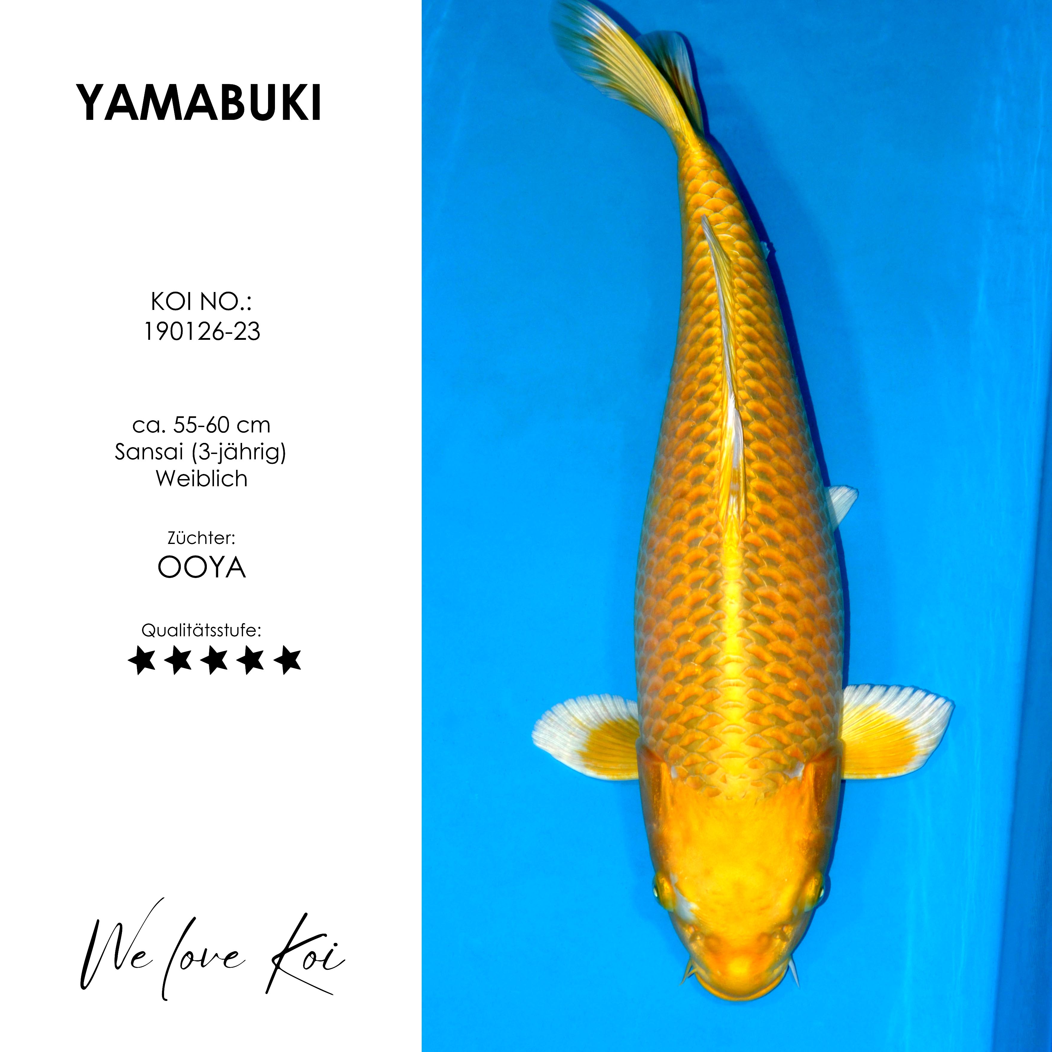 Koi Yamabuki | weiblich Sansai | 55 - 60cm