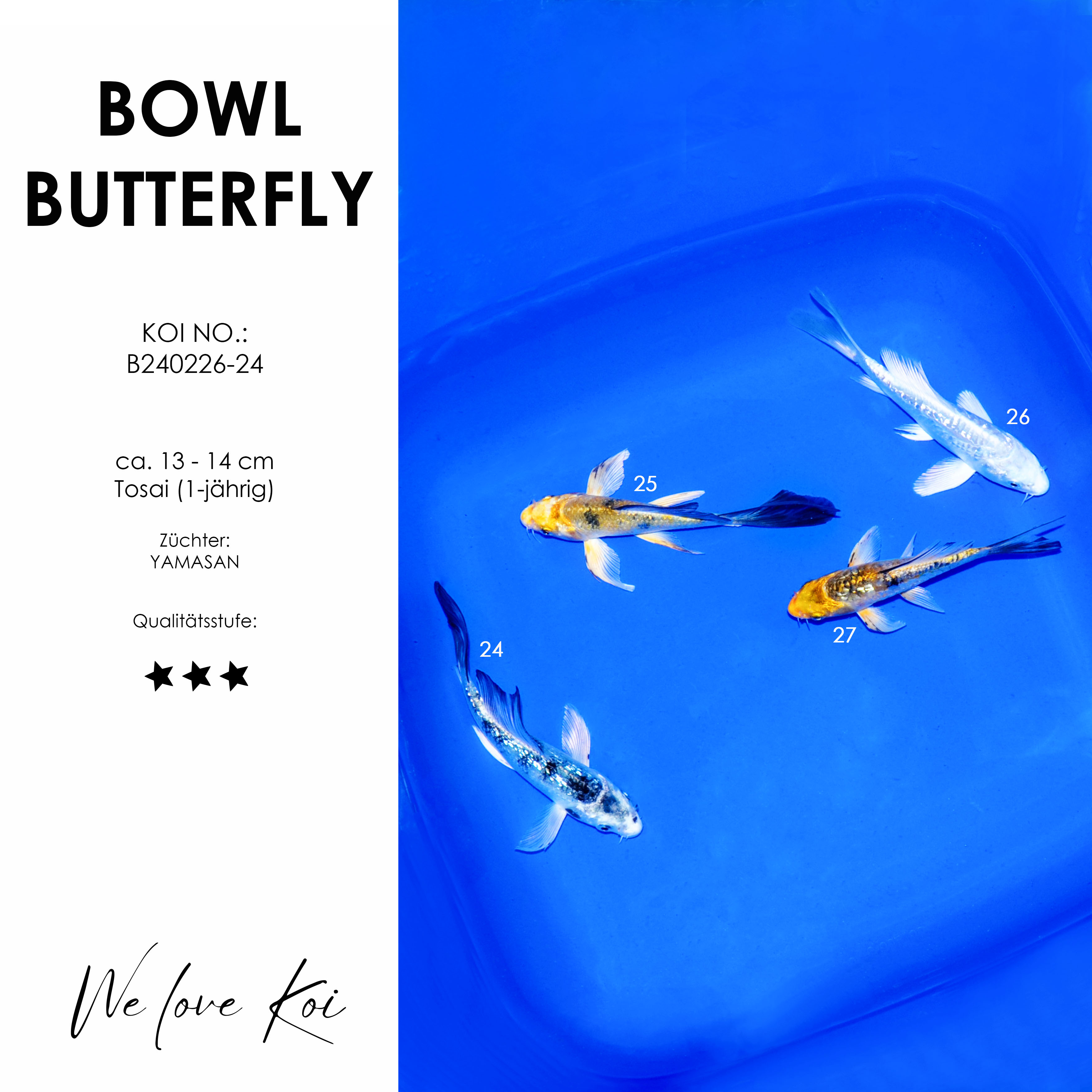 Koi Bowl 47 | Butterfly - Shiro Bekko, Ki-Utsuri, Ginrin Yellow | ca. 13cm