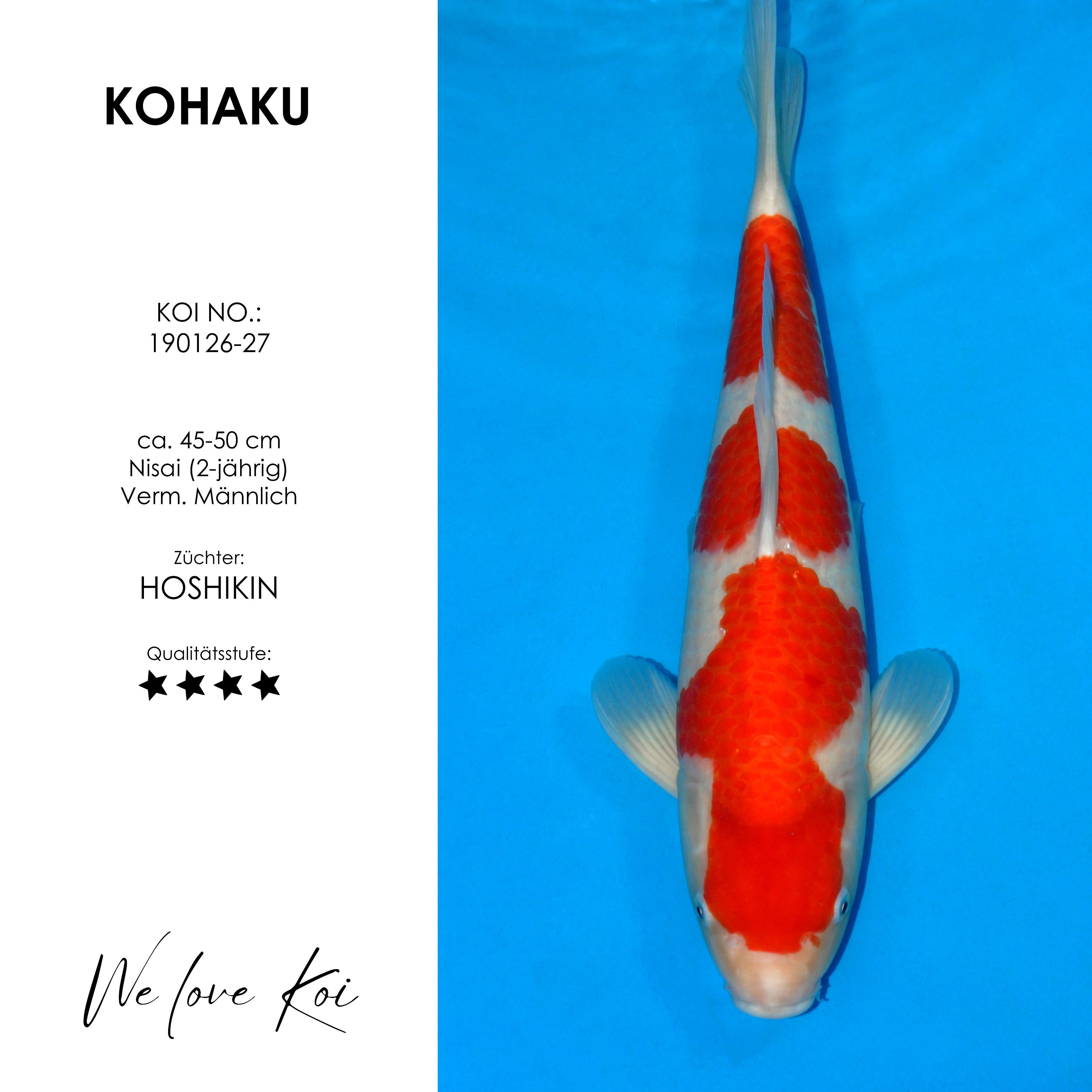 Koi Kohaku | männlich | Nisai ca.45-50cm