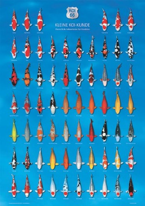 Koi Poster blau (Koi66)