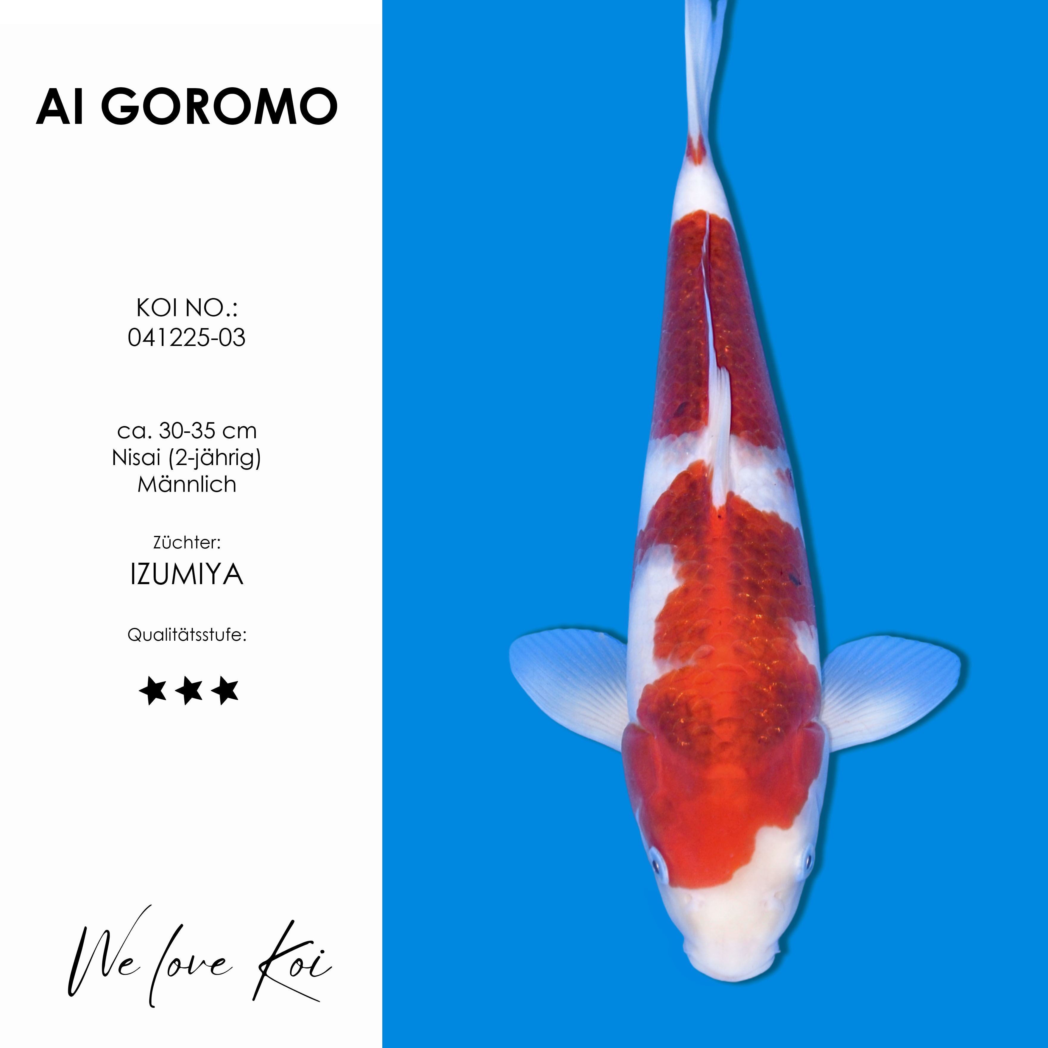 Koi AI Goromo | männlich Nisai | ca.30-35 cm