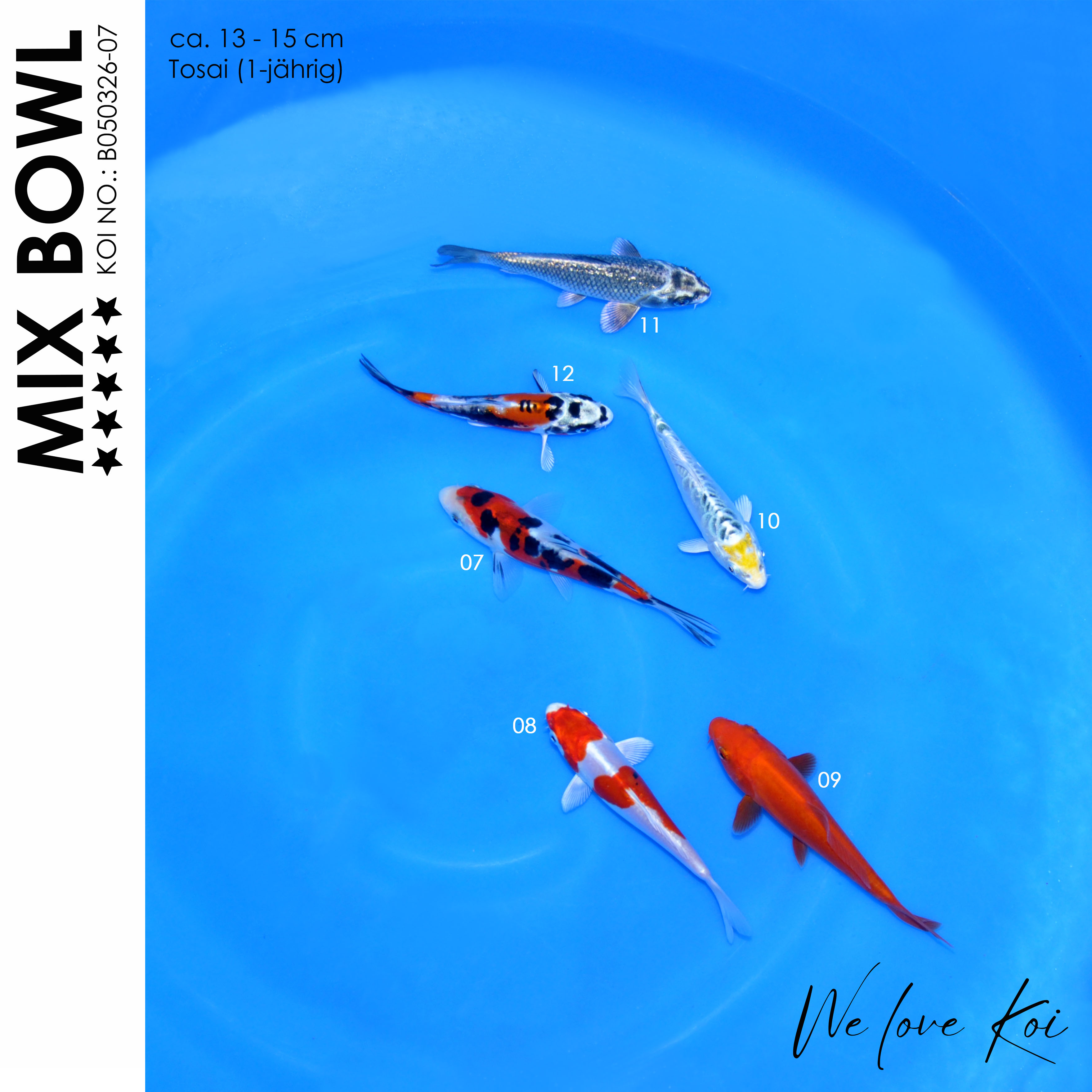 Koi Bowl 65 | Koi Mix | 13 - 15cm