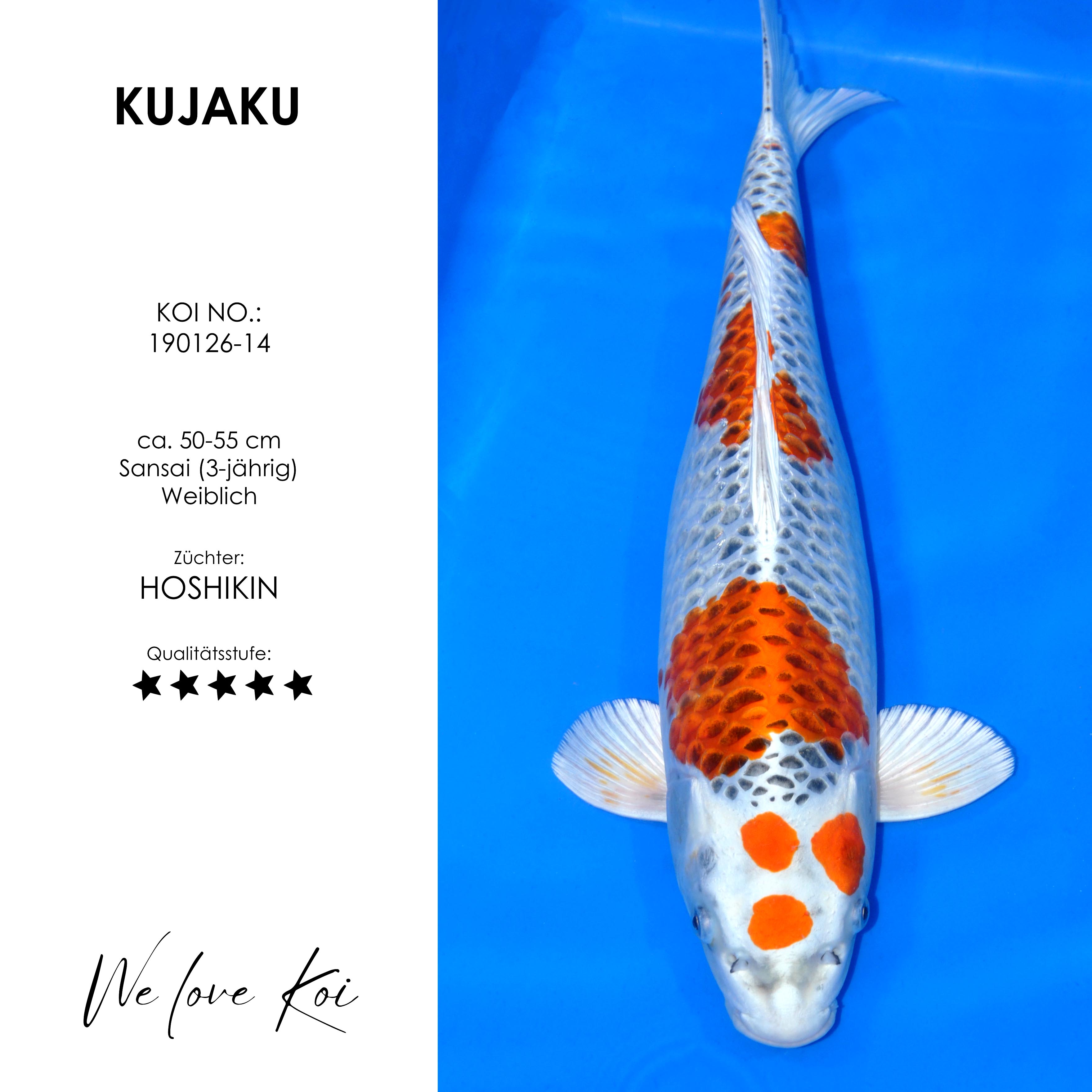 Koi Kujaku | weiblich Sansai | 50 - 55cm