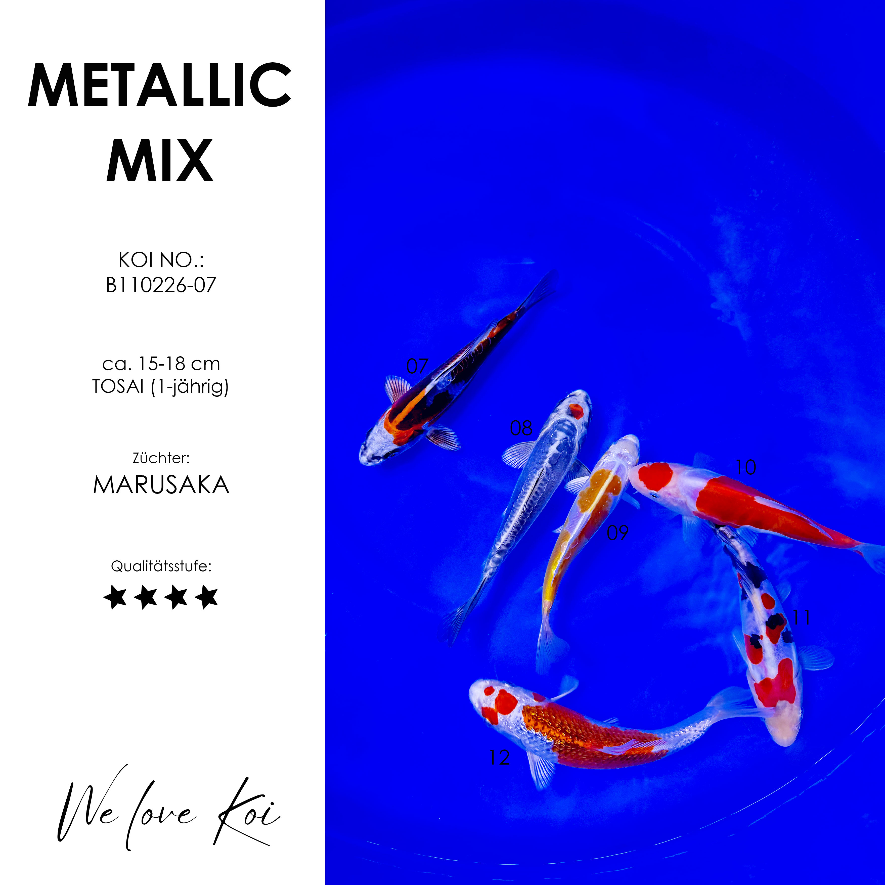 Koi Bowl 05 | Metallic Mix | 15-18 cm