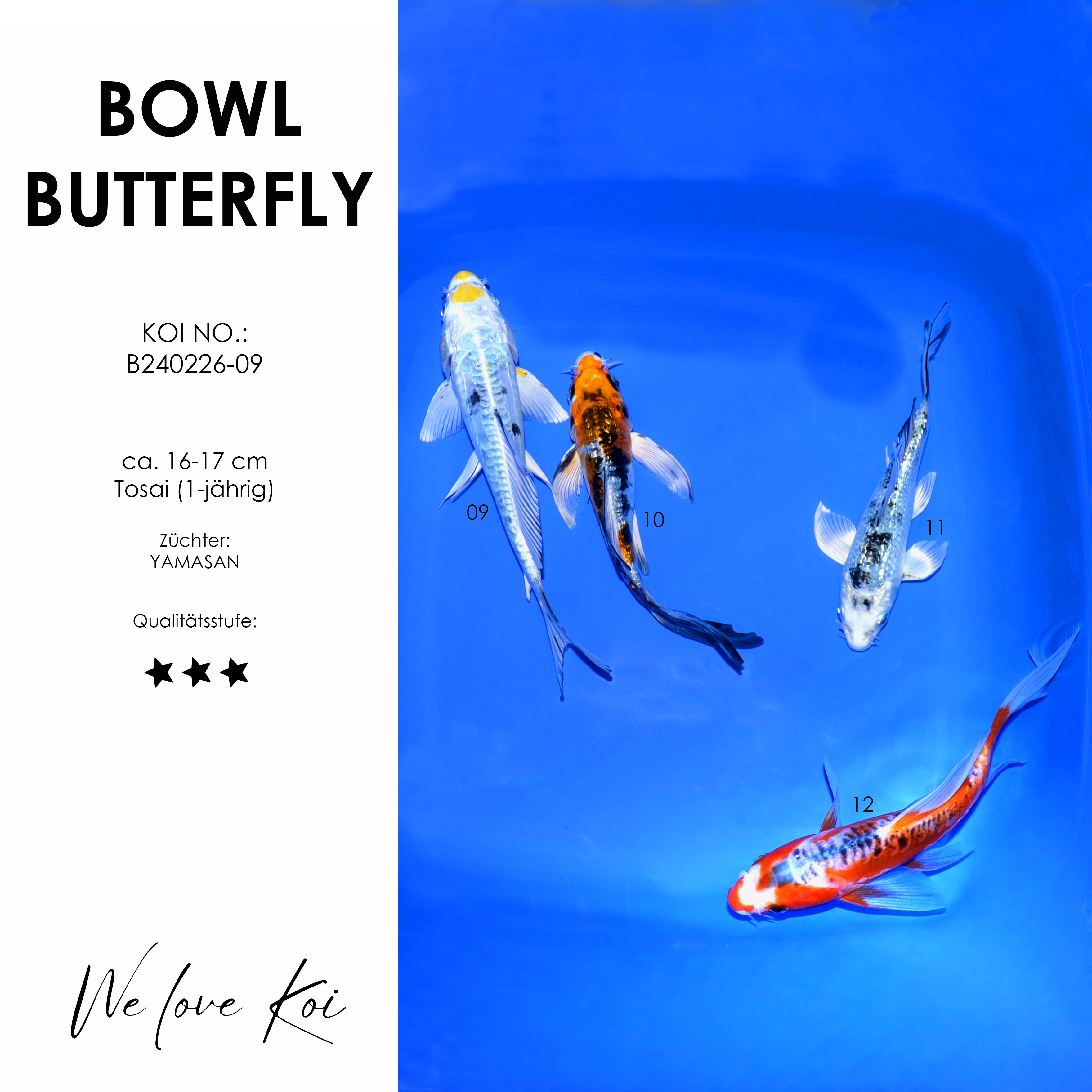 Koi Bowl 43 | Butterfly - Yamatonishiki, Shiro Bekko, Shusui | 16 - 17cm