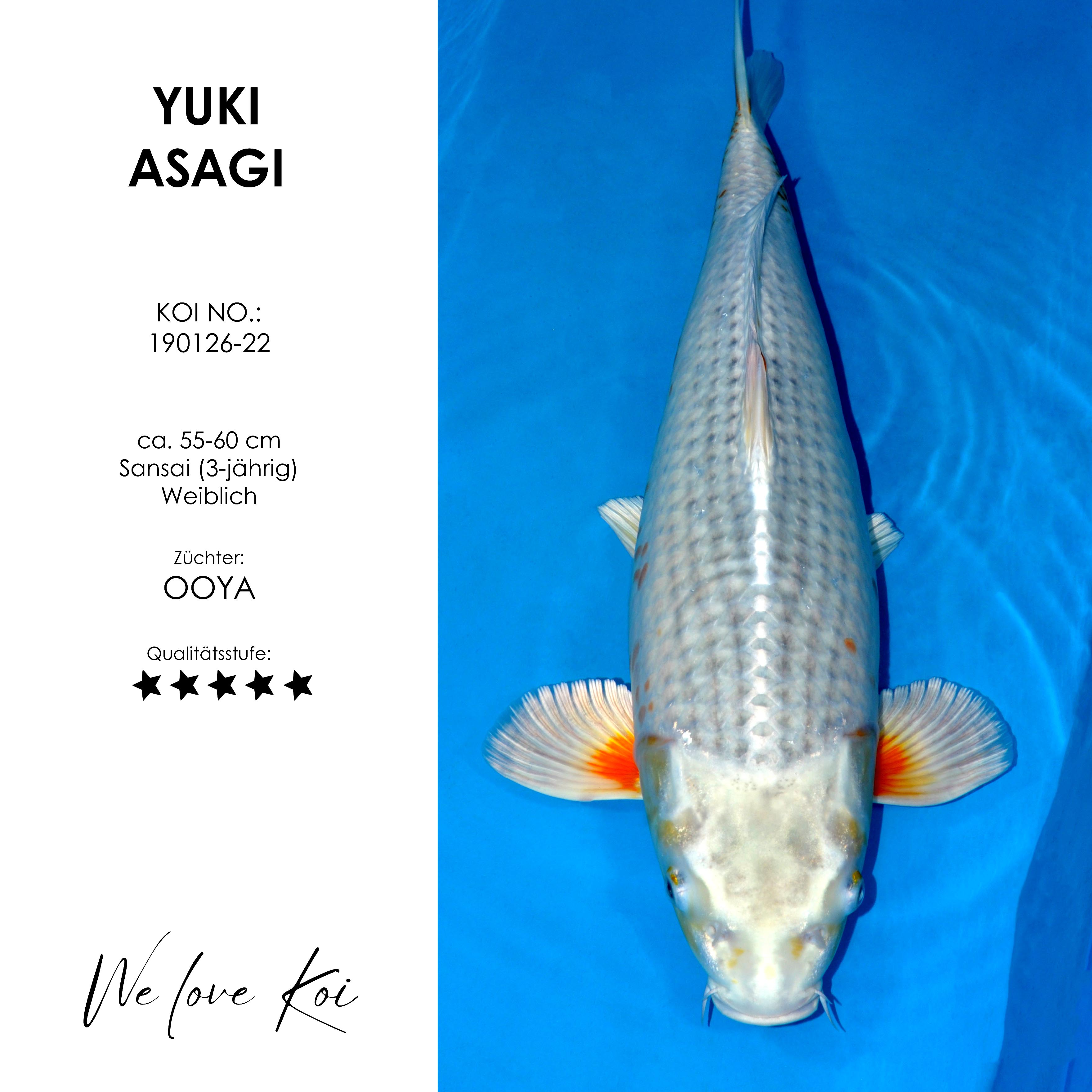 Koi Yuki Asagi | weiblich Sansai | 55 - 60cm