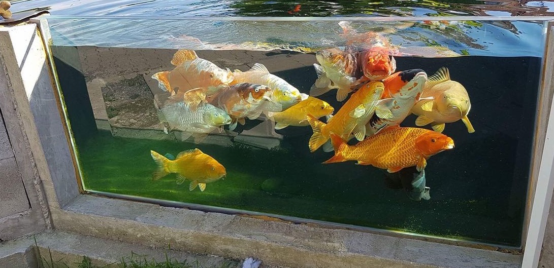 Teichscheibe 1200x500 30mm mit VA-Rahmen und Flansche Teichfenster