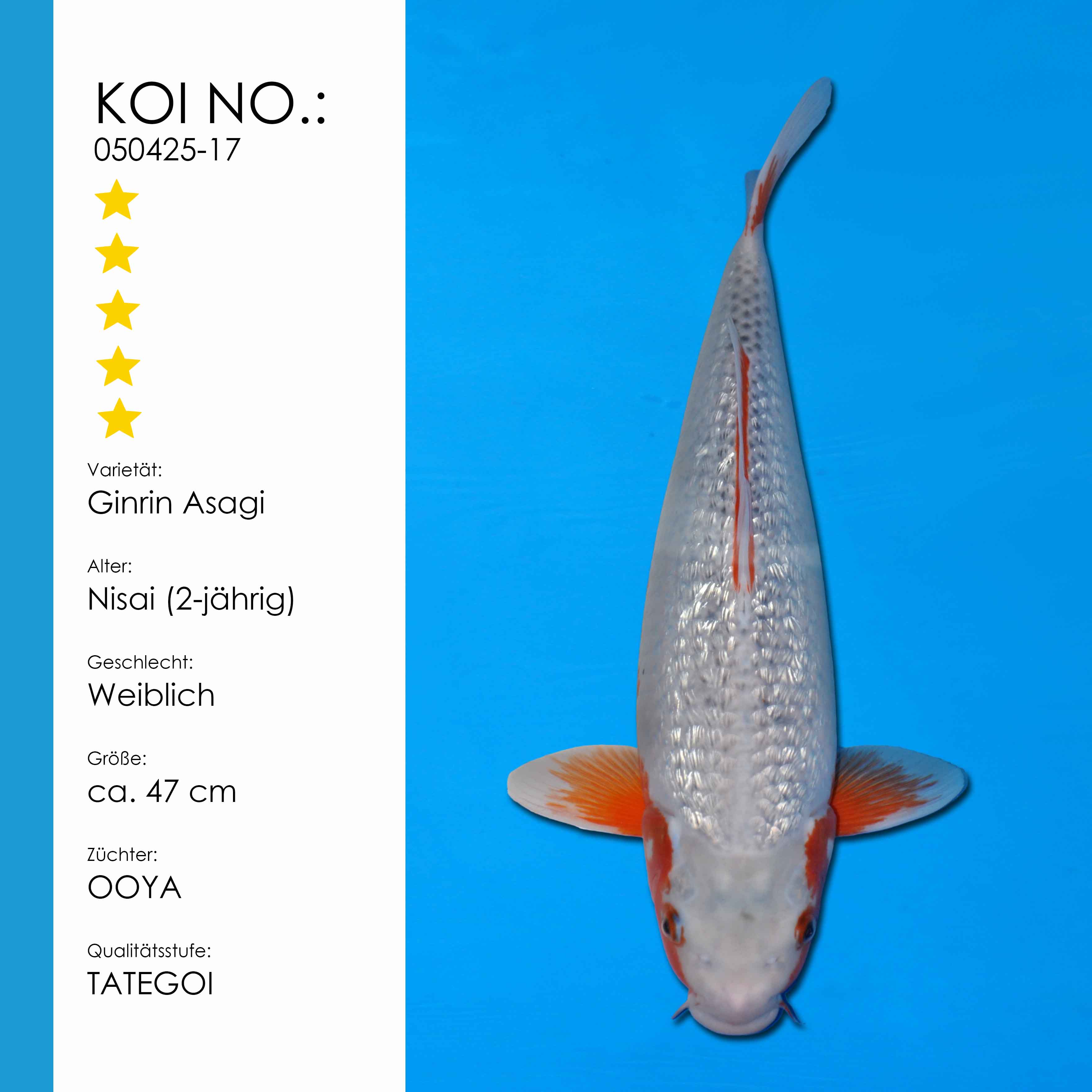 Ginrin Asagi | weiblich Nisai | ca. 47cm