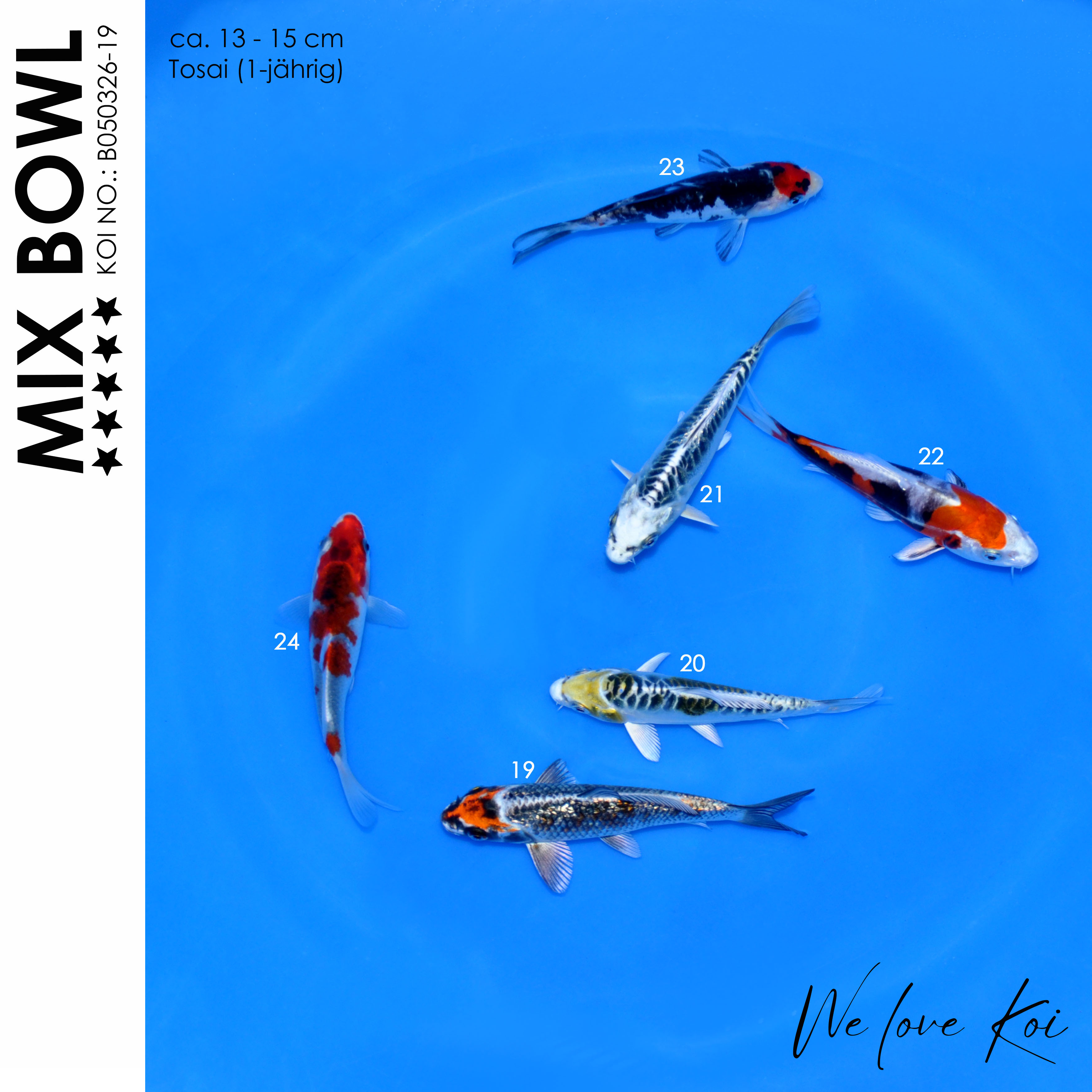 Koi Bowl 67 | Ginka, Kikokuryu, Aragoke-Typ, Matsuba, Yamatonishiki, Showa, Kujaku | 13 - 15cm